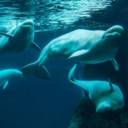 Beluga Whale Webcam | Georgia Aquarium | Atlanta, Georgia | Visit Today