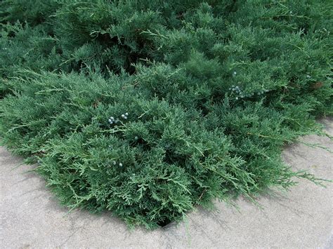 How to Grow: Juniper- Growing and Caring for Junipers