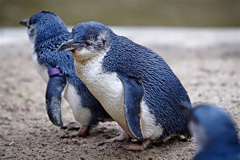 New Zealand penguin colonies and species - Guest New Zealand