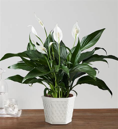 Calming Peace Lily Plant | 1800Flowers.com