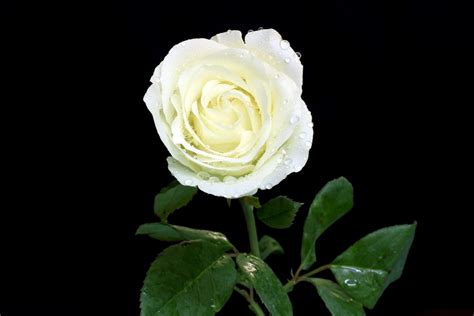 Imagenes De Rosas Blancas Y Rojas