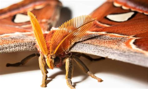 Atlas Moth Pictures - AZ Animals