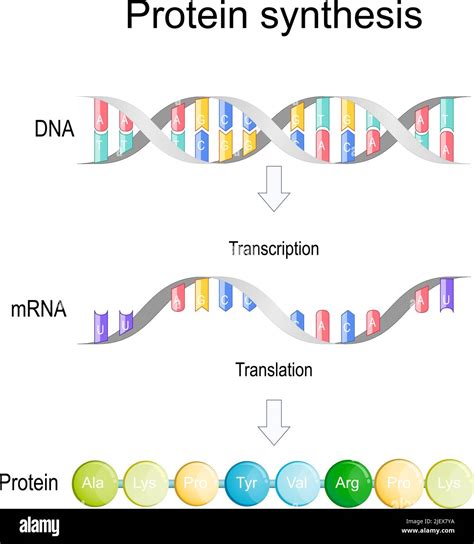 transcription and translation. Protein synthesis. During transcription ...