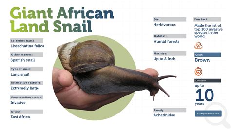 Giant African Land Snail - A Most Wanted Fierce Snail