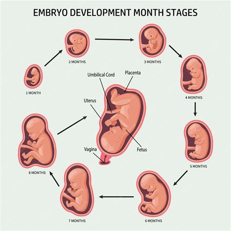 Premium Vector | Embryo in the womb, set. Development and growth of the fetus at different ...