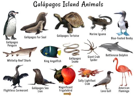 Galapagos Islands Animals List, Facts, and Pictures