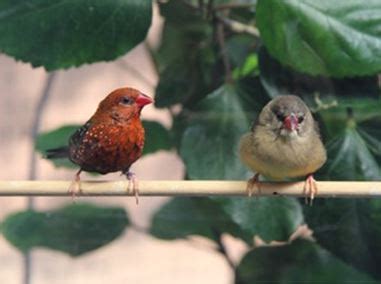 Breeding Strawberry finches: For Sale, Awesome Advice