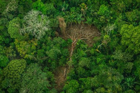 Hutan Amazon Kebakaran, Ketahui 5 Faktanya | Orami