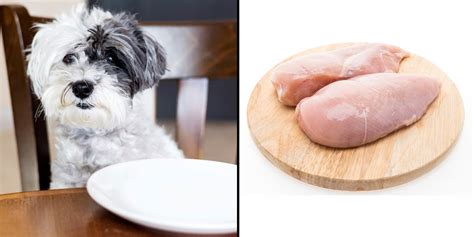 What to Do If Your Dog Ate Raw Chicken