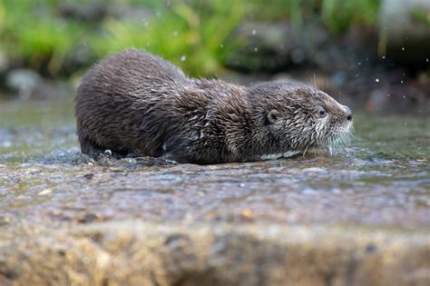 River Otter Pups Take Their Swim Lessons Outside