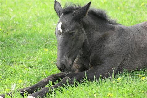 Percheron Foal Photograph by Betsy LaMere - Fine Art America