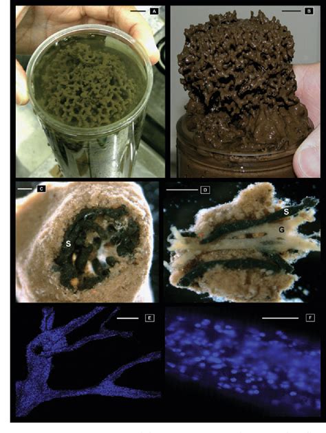 Figure 1 from A new genus of xenophyophores (Foraminifera) from Japan Trench: morphological ...