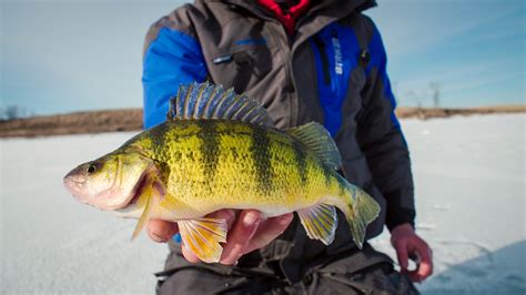 Perch | Species | In-Depth Outdoors