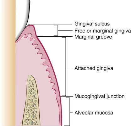 Mucogingival Junction Histology