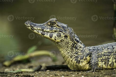 Broad snouted caiman,Caiman latirostris baby, Pantanal, Mato Grosso ...