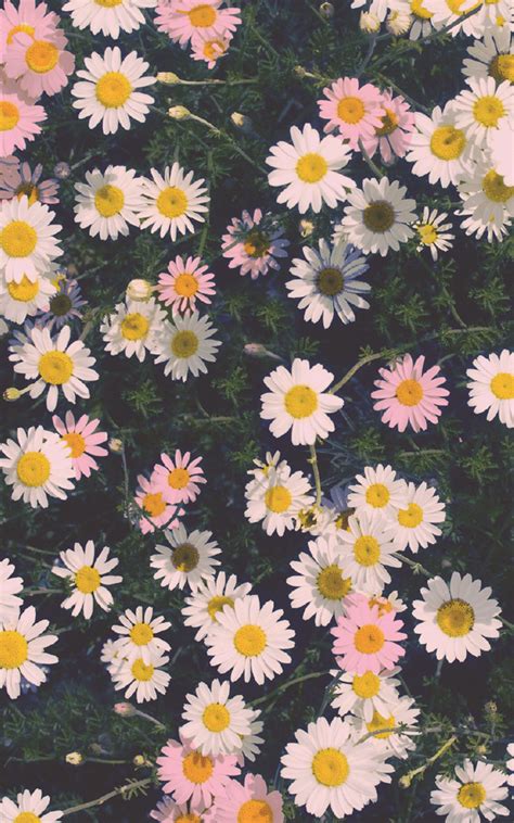 Floral Wallpaper iPhone Free Download