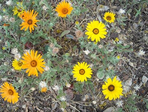 The Sunday Snatch featuring African Daisy Seeds « Desert Balance Design