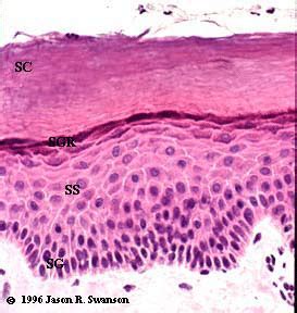 1 -a) Light-microscopy of stained epidermis, b) schematic... | Download Scientific Diagram