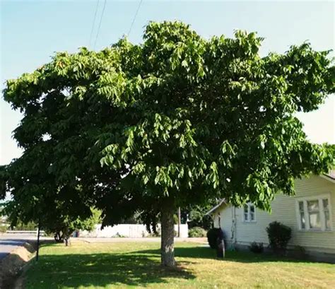 Walnut Tree - Forestry.com