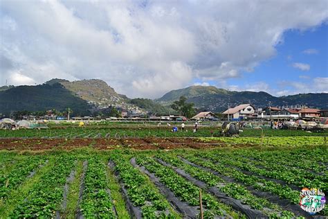 Rammmpa!: Strawberry Indulgence at La Trinidad's Strawberry Farm