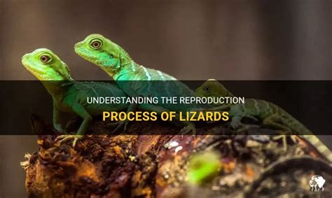 Understanding The Reproduction Process Of Lizards | PetShun