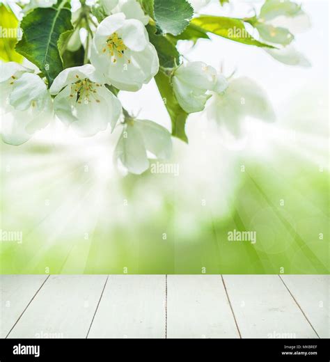 Details 100 white nature background - Abzlocal.mx