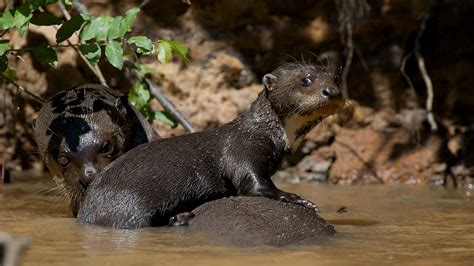 BBC Two - Baby giant otter learning to swim - Wild Brazil, Facing the Flood - In pictures: Episode 2