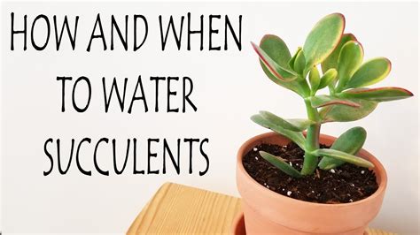 How Often Do You Water Succulent Plants - Plant Ideas