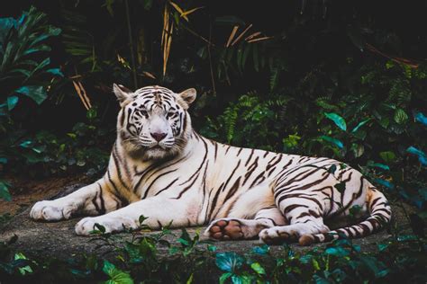 The ‘White Tiger’ Myth | Leave Them Wild