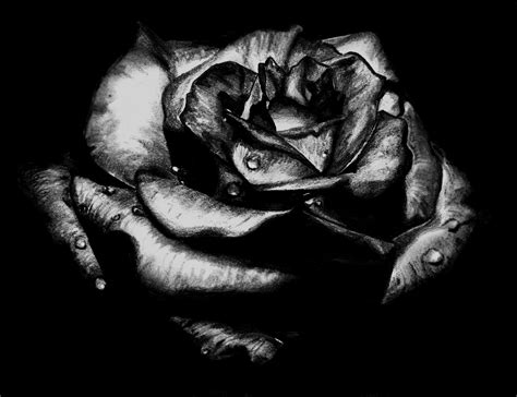 Planted Black Rose