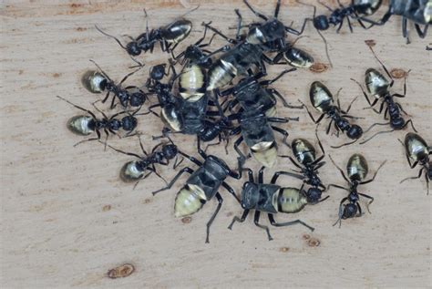 Largest group of Australia's insects collaborate to avoid being eaten