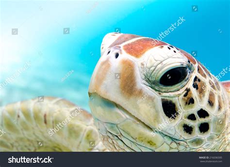 6,519 Sea turtle close up Images, Stock Photos & Vectors | Shutterstock