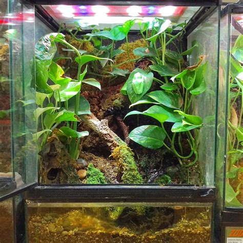 Red-eyed tree frog terrarium. DIY this terrarium with a 18x18x24 Zoo Med Terrarium, Zoo Med's ...