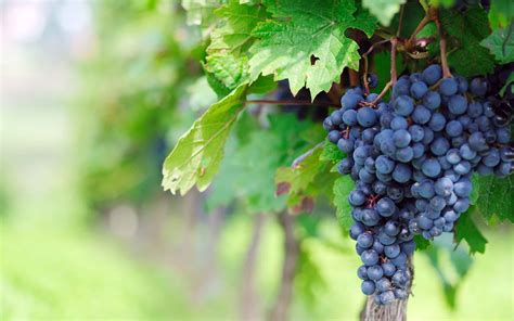 Grapes Wallpapers - Wallpaper Cave