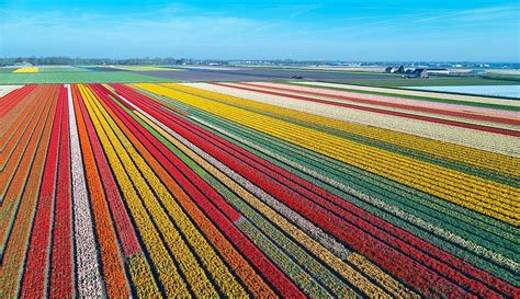 Visiting the Netherlands during Tulip Season | Amsterdam tulips, Tulip season, Tulip festival