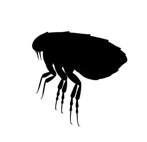 What Are the Early Signs of a Flea Infestation?