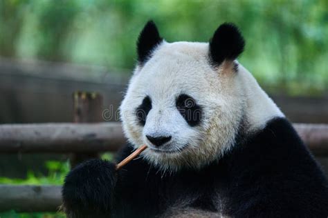 Giant Panda Bear Sichuan China Stock Photo - Image of mammals, trees: 53846788