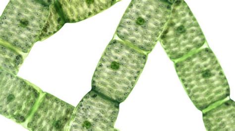 Spirogyra - habitat, structure, reproduction et germination de la zygospore - Notes de biologie ...