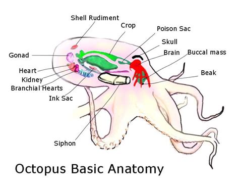 Everything Octopus: Octopus Anatomy from Octopus.com, Part I