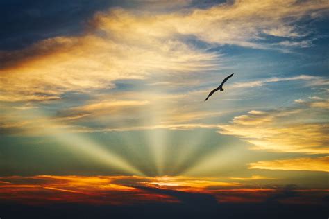 Bird Flying Sunset Evening View Clouds Beautiful Sky 5k, HD Nature, 4k Wallpapers, Images ...