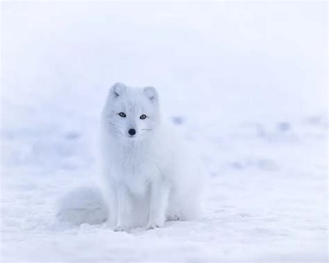 Arctic Fox - Facts, Diet, Habitat & Pictures on Animalia.bio