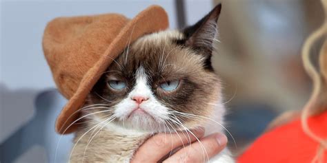 The Grumpy Cat Movie Trailer Is Here