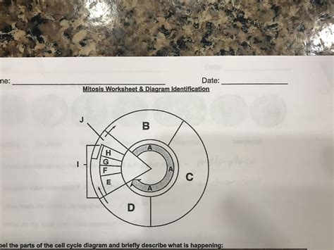 Mitosis Worksheet Diagram Identification - Worksheets For Kindergarten