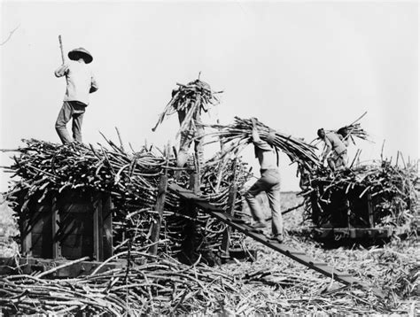 Hawaii: Sugar Cane, C1917. /Nworkers Harvesting Sugar Cane And Loading It Onto Carts On A ...