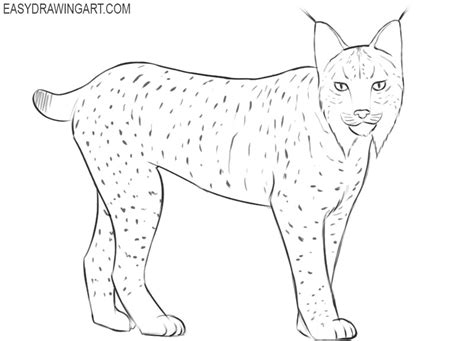 How to Draw a Lynx - Easy Drawing Art