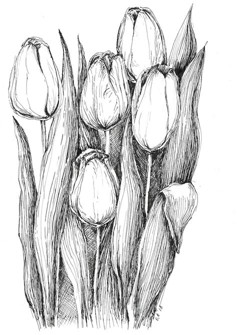 Tulips sketch pen and ink art original sketches black and | Etsy