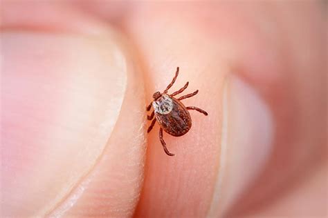 Research shows that mites and ticks are related, but how do you get rid ...