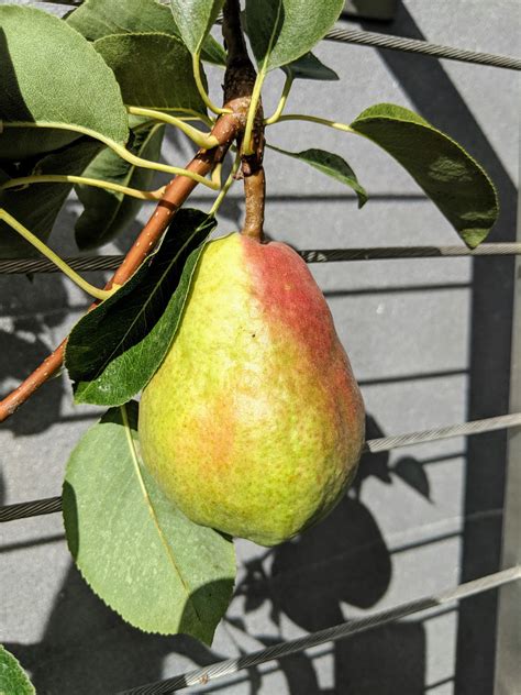 Fruit Tree Pruning at Its Best: How to Prune Pear Trees