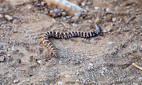 What Baby Rattlesnakes Look Like. They Don’t Have A Rattle • The Grom Life