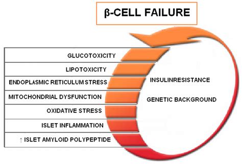 Beta-Cell Function and Failure in Type 2 Diabetes | IntechOpen